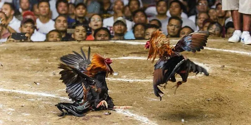 3 loại hình đá gà C1 phổ biến nhất hiện nay