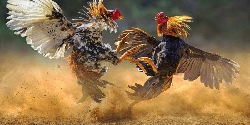 Điều kiện thi đấu đá gà C1 trong thực tế