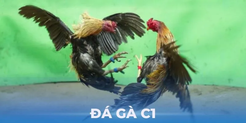Thể thức thi đấu của các trận đá gà C1