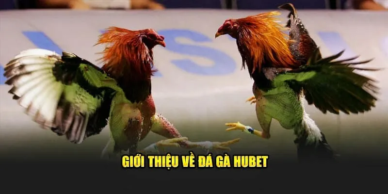 Thông tin chi tiết về đá gà Hubet cho newbie
