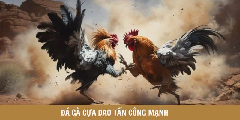 Tổng hợp các loại hình đá gà được yêu thích nhất tại sảnh chơi